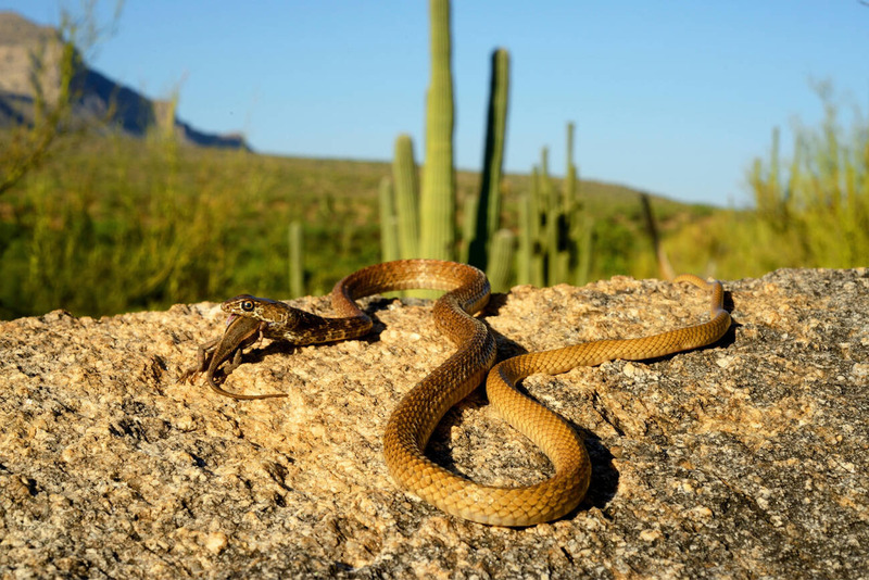 coachwhip snake hunting behavior and speed tracking in desert habitat