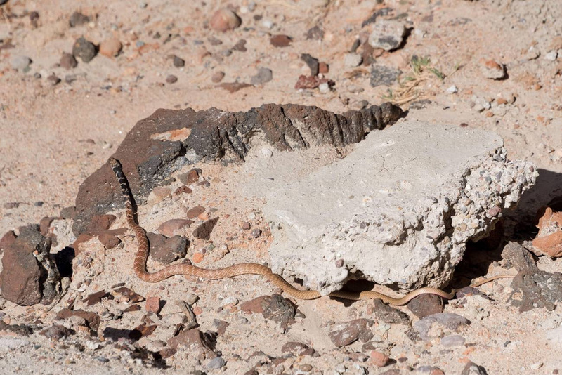 coachwhip snake terrestrial movement and agility in desert environment