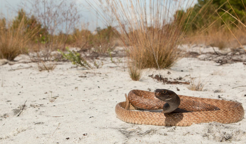 coachwhip snake solitary lifestyle and self-reliant desert behavior