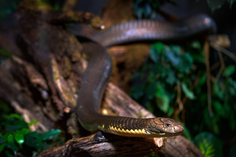 cobra snake dusk hunting and daily activity behavior in low light habitat
