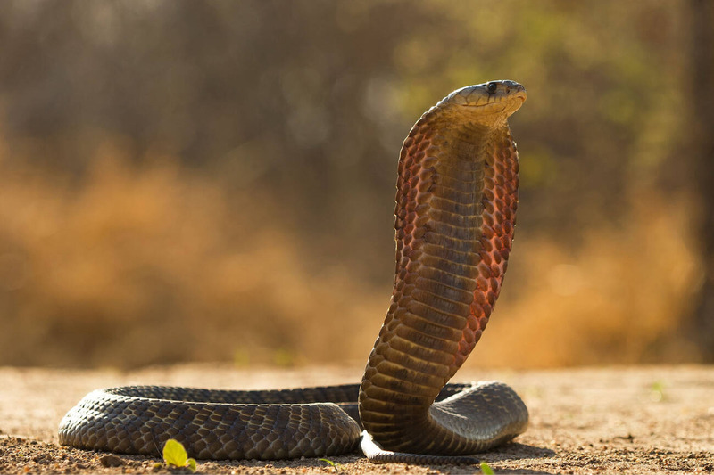 cobra snake hood display and defensive posture on dry terrain