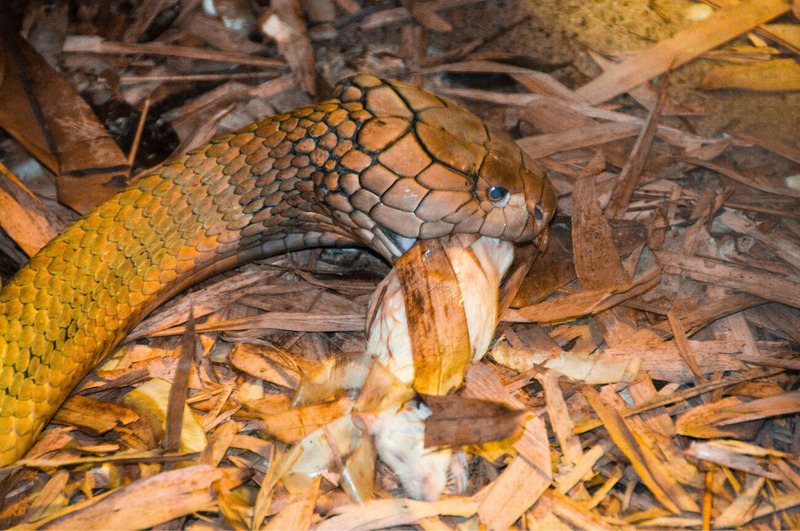cobra snake hunting behavior and prey capture in forest floor habitat