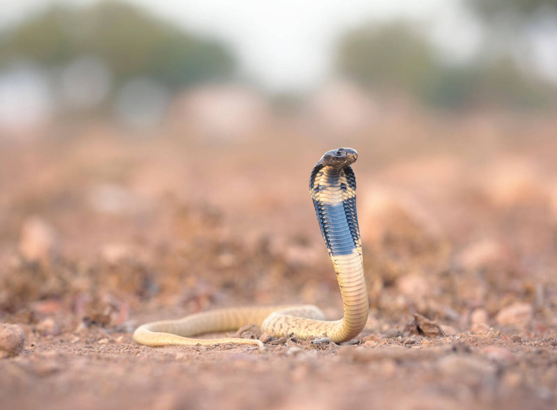 cobra snake S-shaped movement and swimming behavior in dual terrain habitat