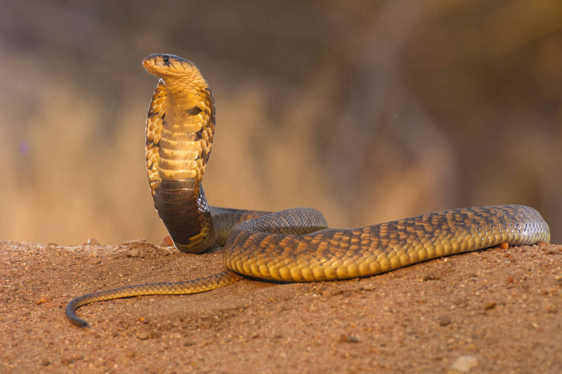 cobra snake solitary behavior and self-reliant lifestyle in desert habitat