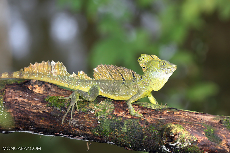 common basilisk group living and cooperative behavior in forested habitat