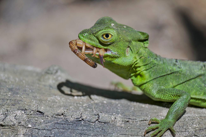 common basilisk hunting and rapid strike to capture prey
