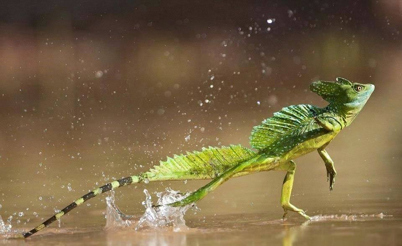 common basilisk running on water and webbed feet for speed