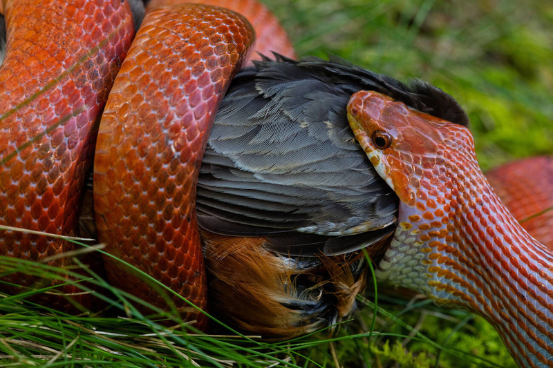 corn snake hunting prey and constriction technique illustration