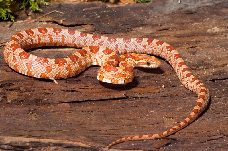 corn snake movement on land and water and adaptability illustration