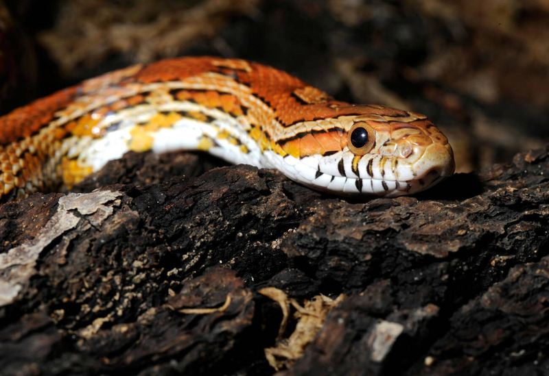 corn snake nocturnal behavior and activity exploration illustration