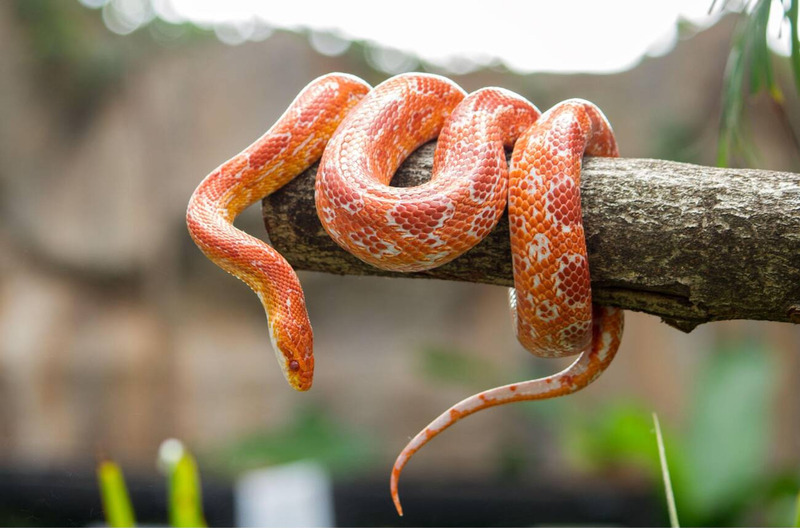 corn snake physical attributes and dorsal pattern illustration