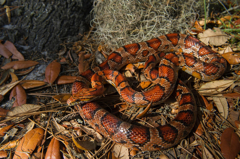 corn snake solitary behavior and territorial habits illustration
