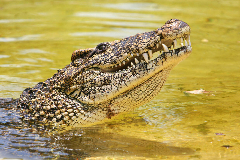 cuban crocodile hunting and underwater striking technique