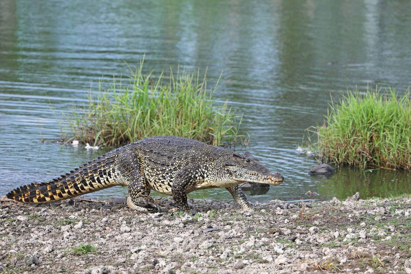 cuban crocodile land and water movement and adaptability