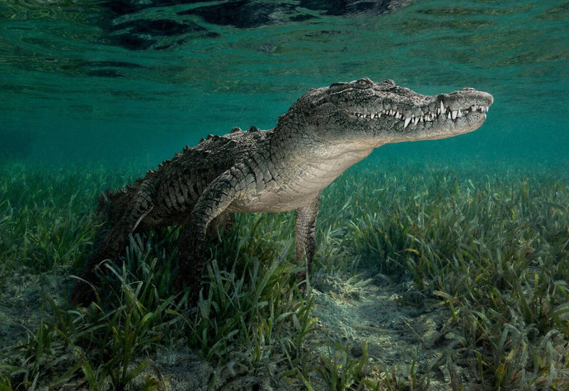 cuban crocodile solitary lifestyle and underwater movement