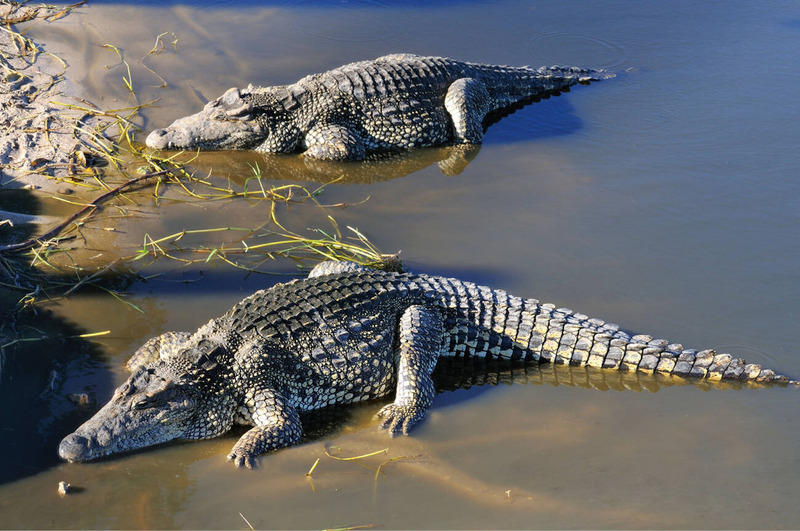 cuban crocodile swimming and basking in natural habitat