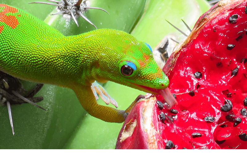 day gecko basking in sunlight and soaking up warmth for activity