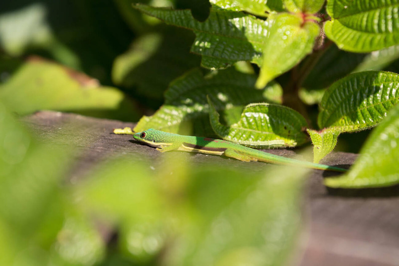 day gecko climbing vertical surface with specialized toe pads for grip