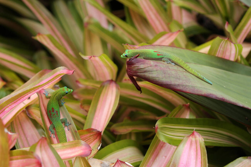 day geckos group basking and displaying social behavior in natural habitat