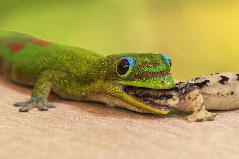 day gecko hunting and pouncing with agility to capture prey