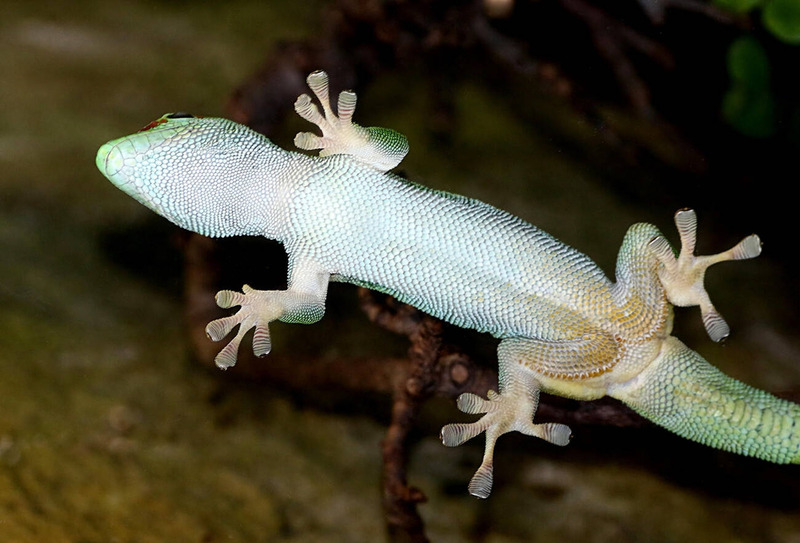 day gecko vibrant colors and adhesive toe pads for climbing