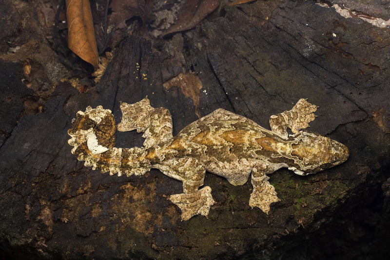 flying gecko group living and camouflage behavior
