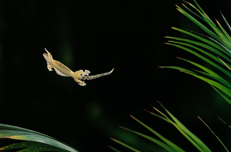 flying gecko movement on land and water agility