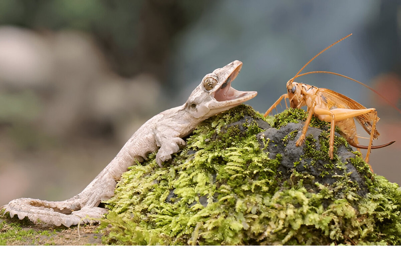 flying gecko hunting skills and prey strike illustration