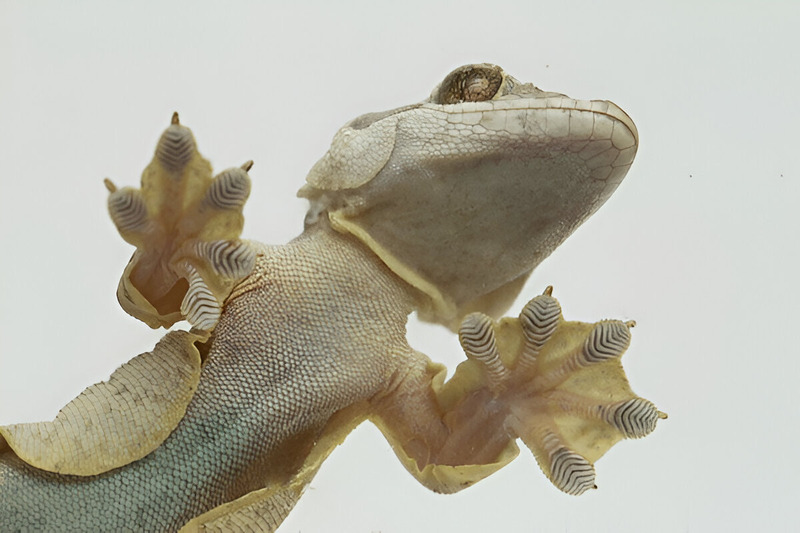 flying gecko patagia and toe pads structure