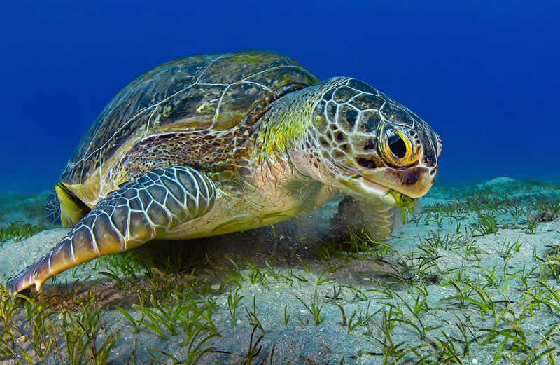 green sea turtle physical characteristics and herbivorous jaw