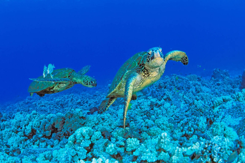 green sea turtle swimming and gliding prowess