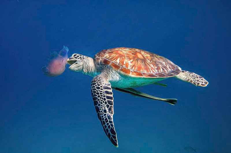 green sea turtle hunting and capturing prey with powerful flippers