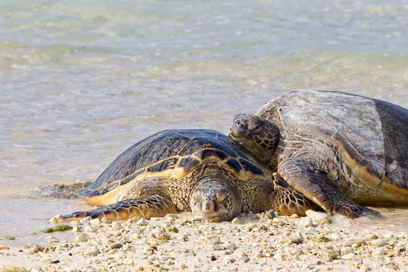 green sea turtle daily activity and body temperature regulation