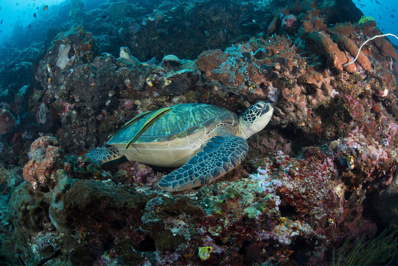 green sea turtle solitary living and ocean navigation