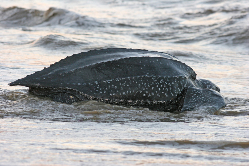 leatherback sea turtle leathery carapace and beach landing