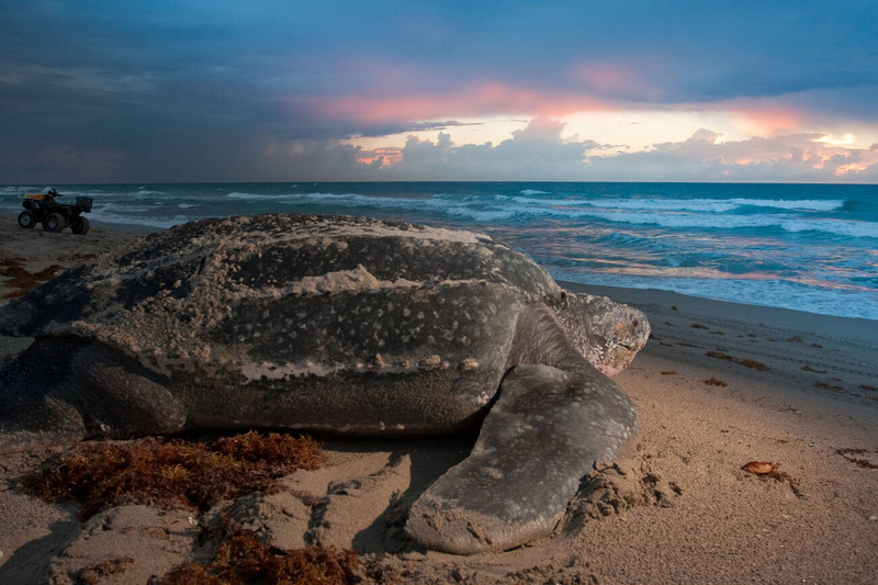 leatherback sea turtle beach and crawling behavior