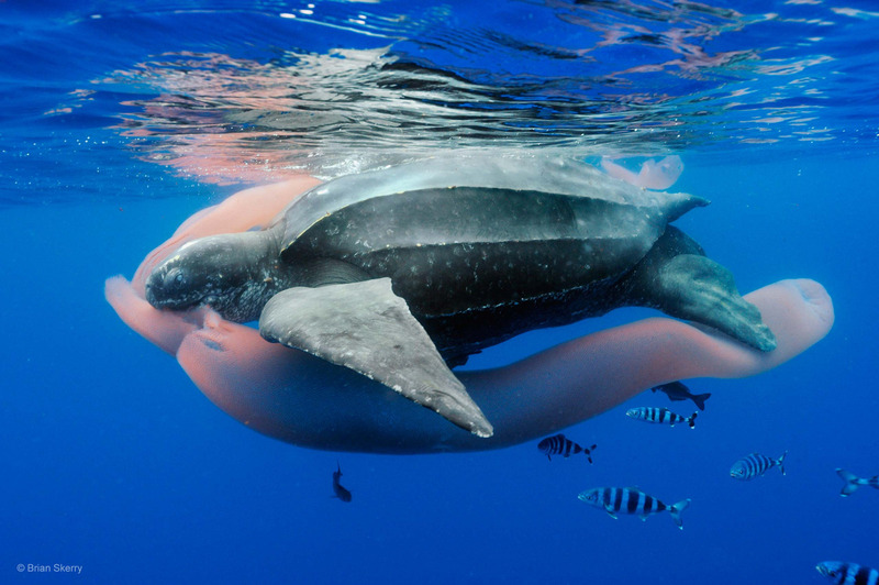 leatherback sea turtle hunting jellyfish and swimming