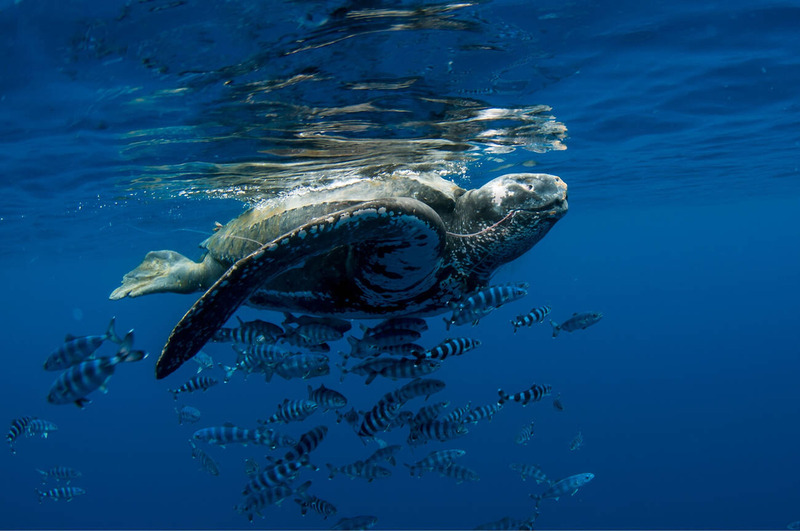 leatherback sea turtle underwater swimming and ocean habitat