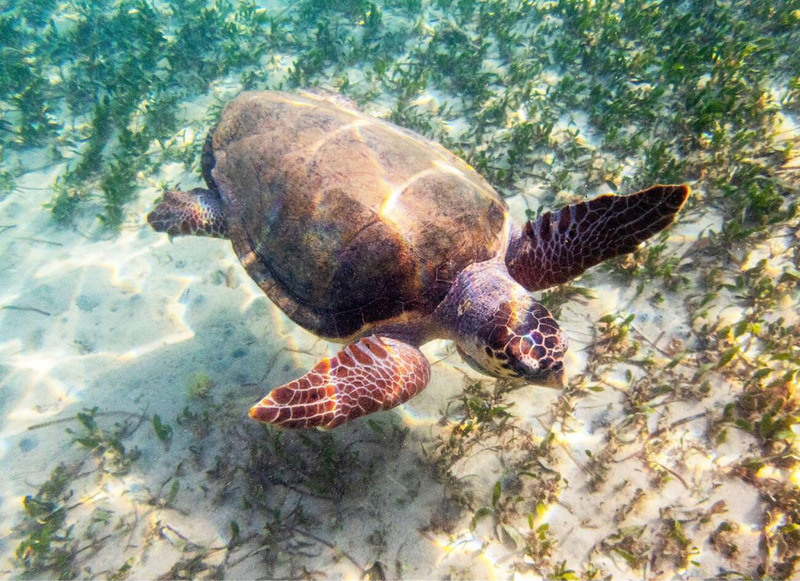 loggerhead sea turtle dawn activity and seagrass ocean floor