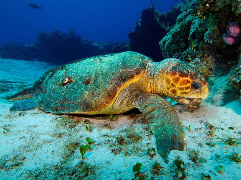 loggerhead sea turtle hunting prey and ocean floor interaction