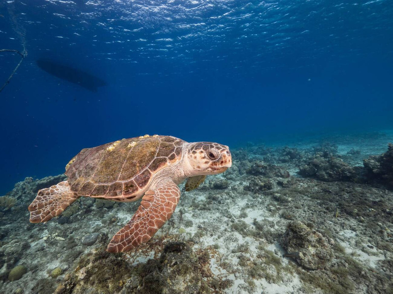 loggerhead sea turtle movement underwater and coral reef