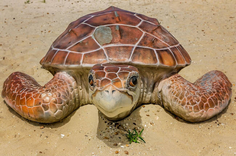 loggerhead sea turtle large head and robust carapace