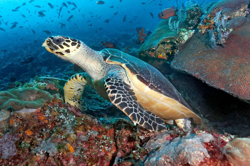 loggerhead sea turtle solitary behavior and coral reef