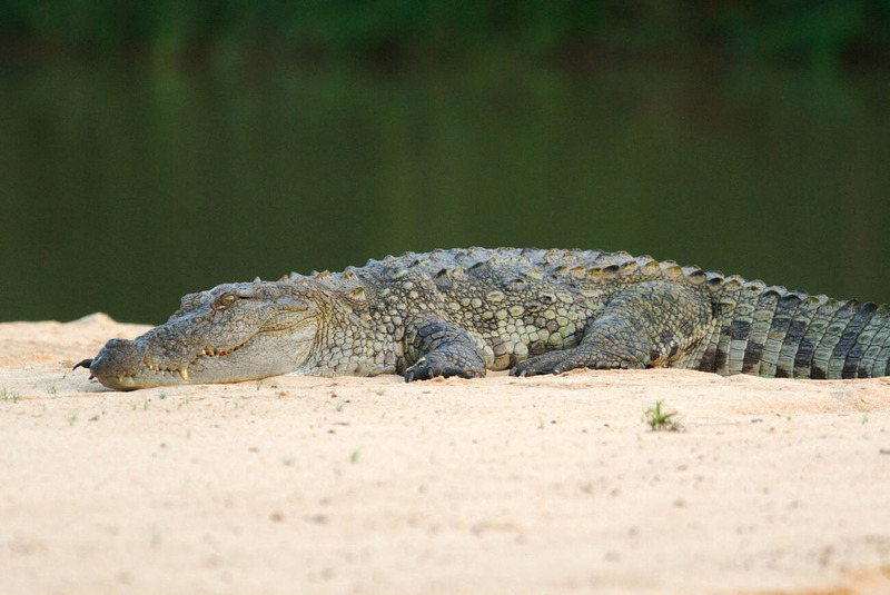 marsh crocodile basking in the sun and enjoying solitude near riverbank