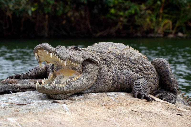 marsh crocodile hunting and water agility in wetland habitat