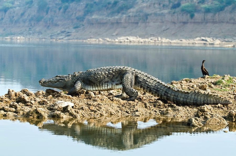 marsh crocodile movement and high-walk gait along riverbank