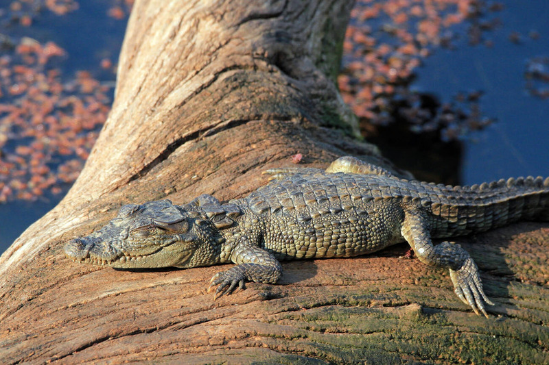 marsh crocodile sunbathing and body temperature regulation in wetland habitat