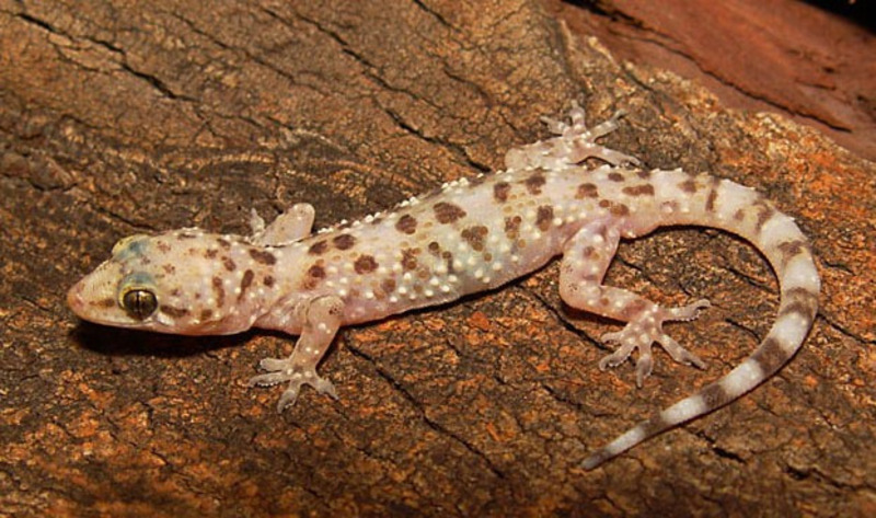 mediterranean house gecko solitary behavior and sunbathing in natural habitat