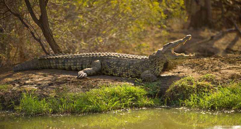 nile crocodile daily activity and basking in early morning light