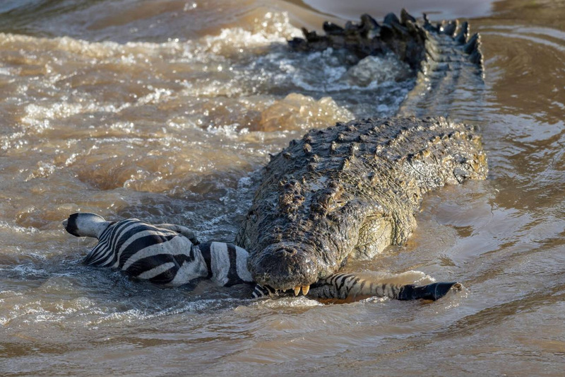 nile crocodile hunting strategy and ambush technique with zebra capture
